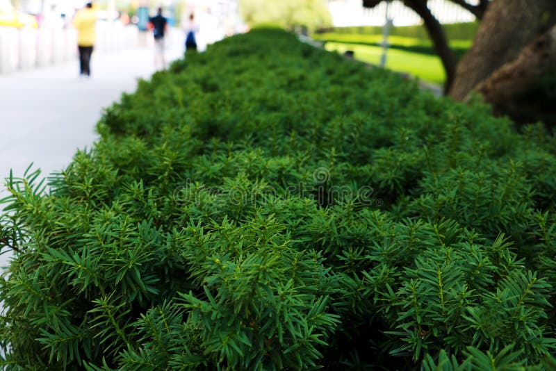 Nature background with green needle-like juniper leaves royalty free stock photo