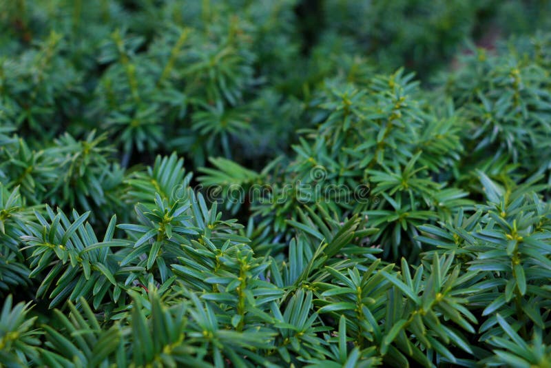 Nature background with green needle-like juniper leaves stock photography