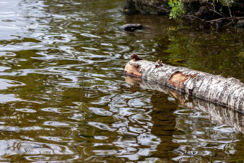 Nature background image of a log floating on patterned water royalty free stock images