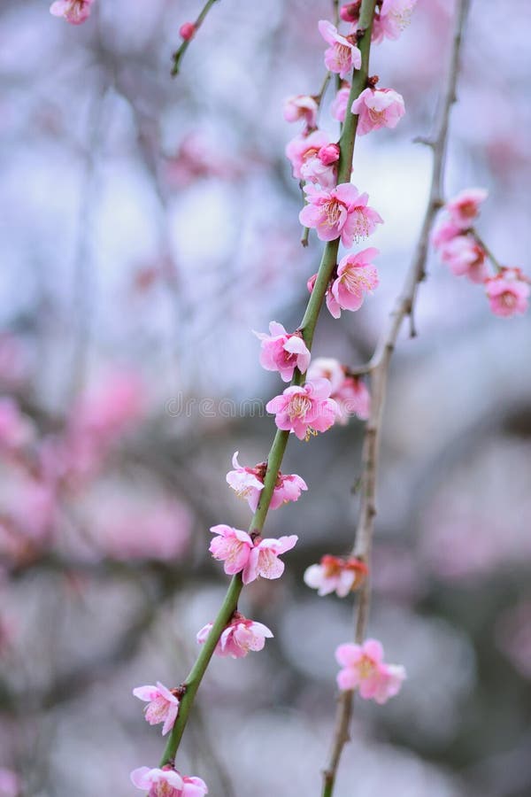 Nature Background Japanese Pink Plum blossoms branch