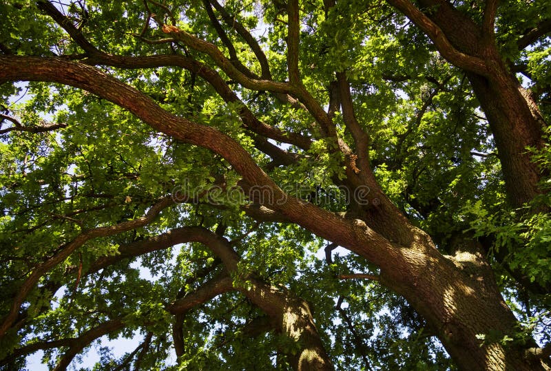 Looking Up into the Crown of an Old Oak Tree Stock Photo Image of