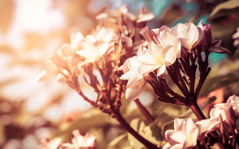 Nature background, Plumeria flower on the plumeria tree, Frangipani tropical flowers. Filter Effect with Sunset.