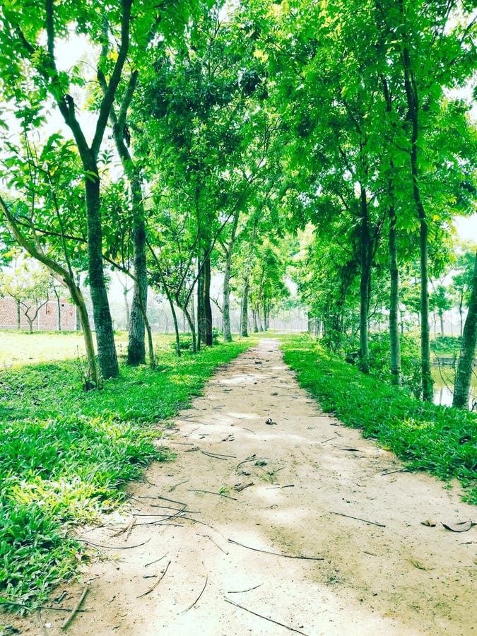Nature Background of Rural Premises & Route Stock Image - Image of tree