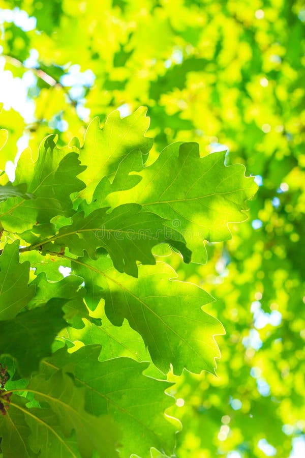 Nature background or texture of green leaves.