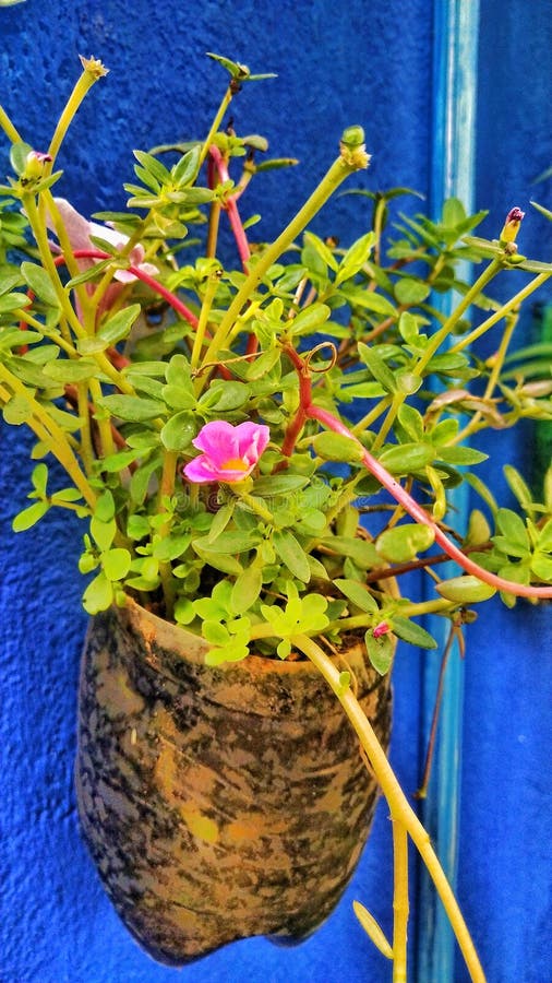 Nature Beauty Blue Bottle Flower Stock Image Image of nature, blue