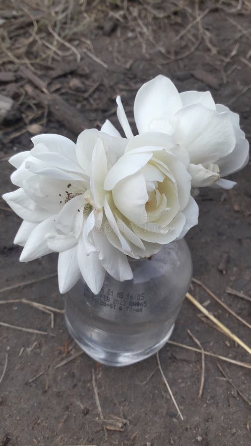Nature beauté fleurs blanches de rose jhelum