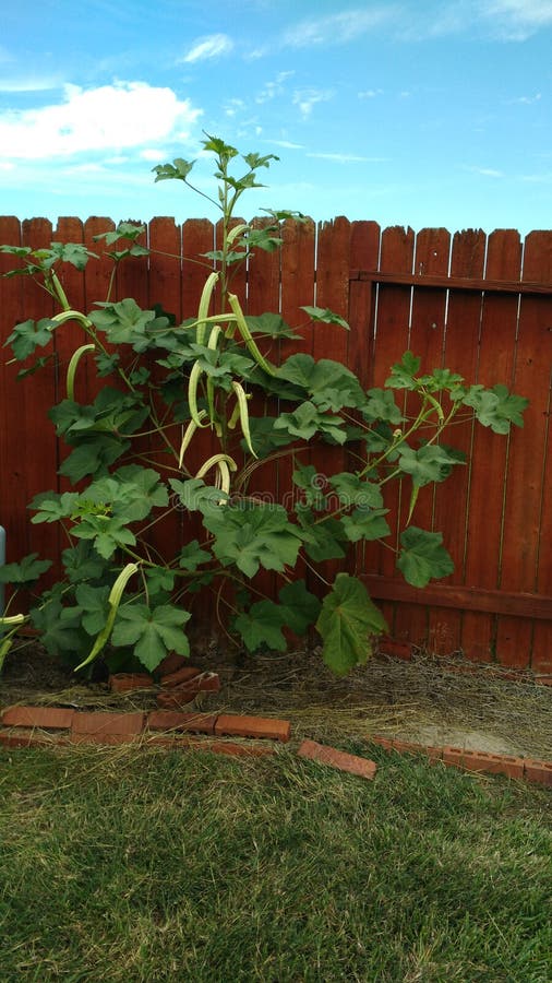 Biggest Okra Stock Photos Free & RoyaltyFree Stock Photos from