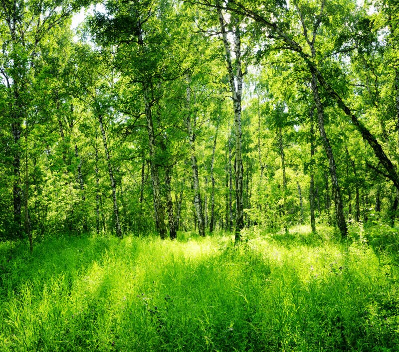 532,596 Green Woods Photos - Free & Royalty-Free Stock Photos from Dreamstime