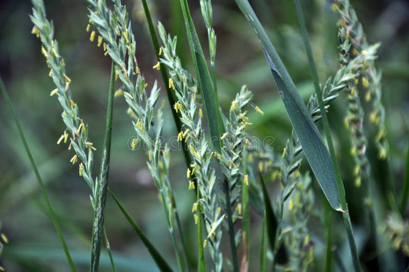 In the nature blooming ryegrass Lolium perenne