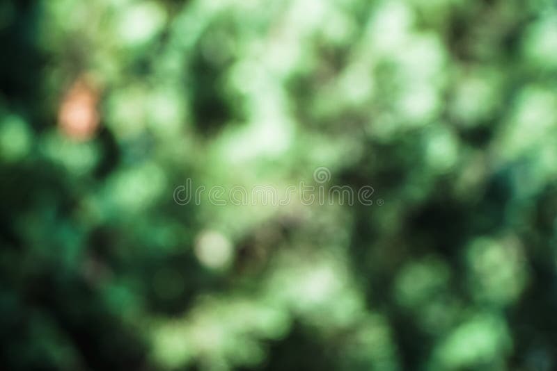 The Nature of Bokeh Light and Dark Green Leaf Blurred Background Stock  Photo - Image of light, backdrop: 156582124