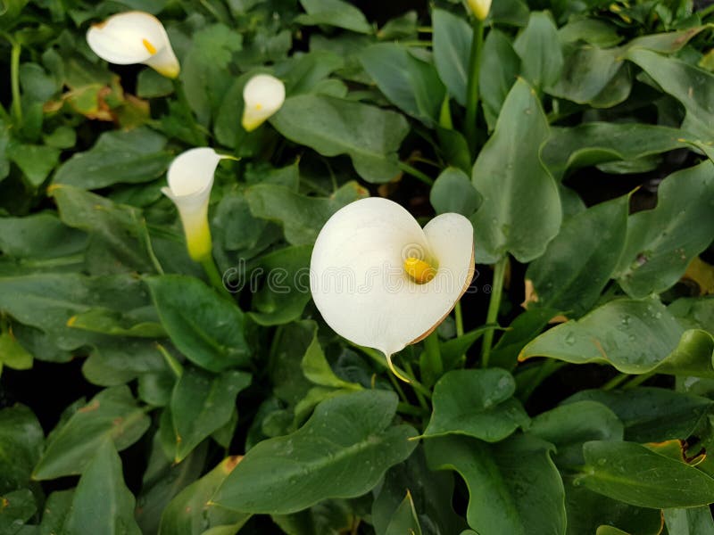 240 Alcatraz Flower Stock Photos - Free & Royalty-Free Stock Photos ...