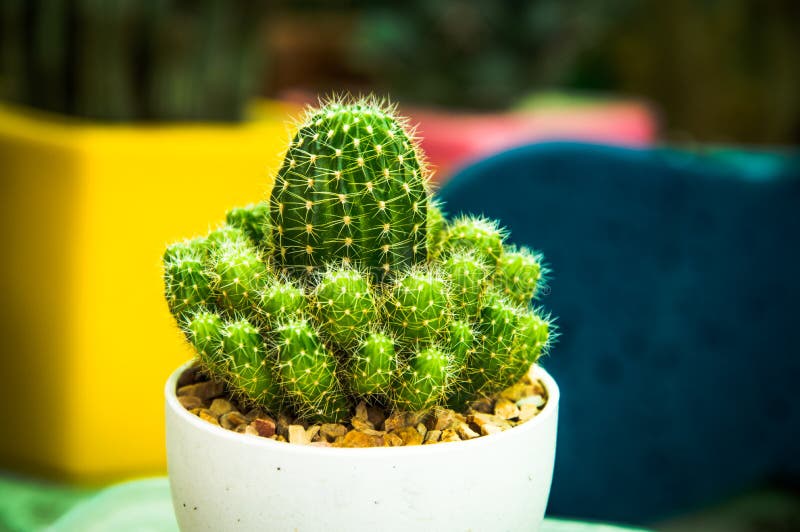 https://thumbs.dreamstime.com/b/nature-cactus-green-background-tree-close-up-cacti-cactuses-tropical-growth-flora-grow-gardening-sharp-thorn-small-110263688.jpg