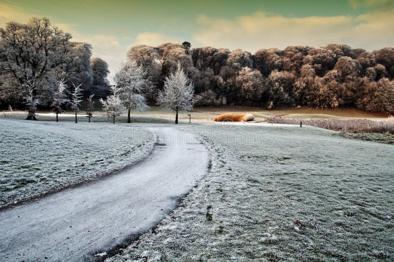 Nature capture of forest walk in ireland