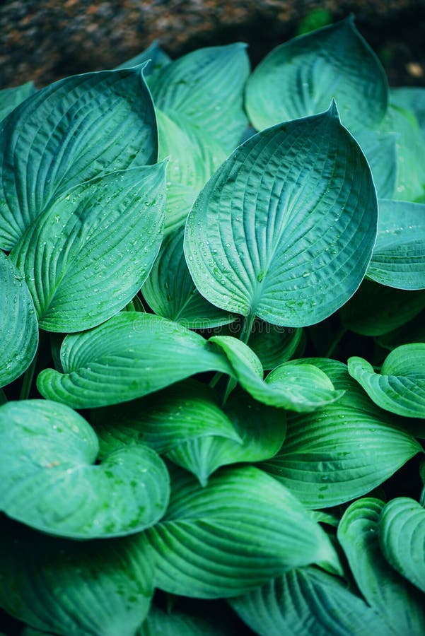 Nature Concept Top View Green Leaves Texture Tropical Leaf