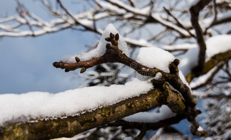 Príroda pokrytá snehom počas studenej zimy v krajine na kopcoch.