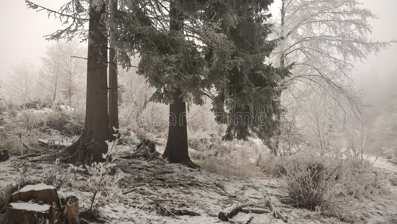 Příroda pokrytá sněhem v zimě. Slovensko