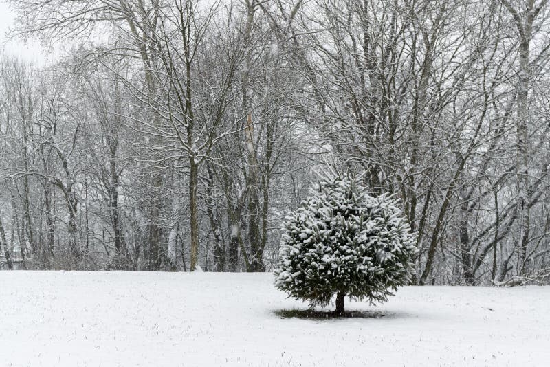 Příroda pokrytá sněhem v zimě. Slovensko