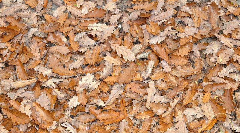 Nature d'automne photo stock Nature d'automne photo stock