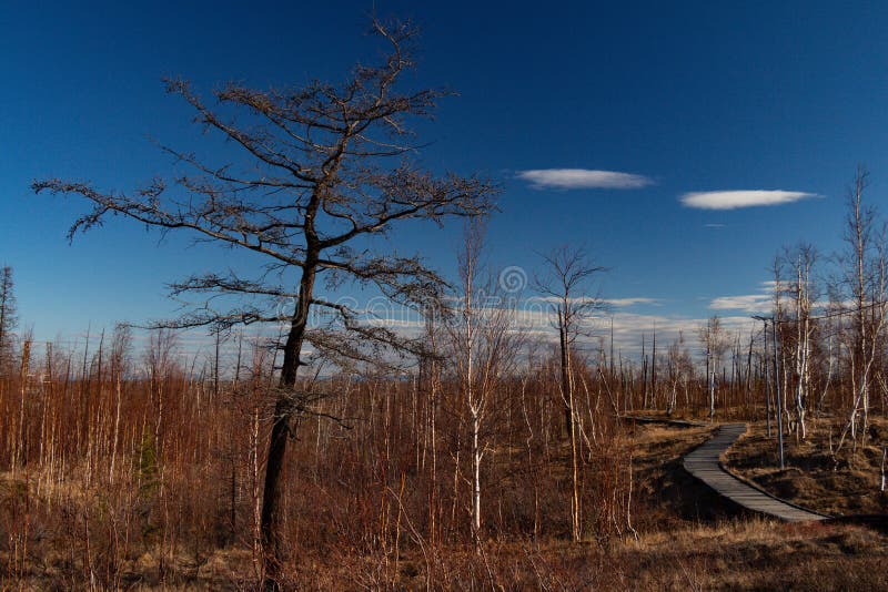 Nature d'automne du Taimyr Norilsk photographie stock Nature d'automne du Taimyr Norilsk photographie stock