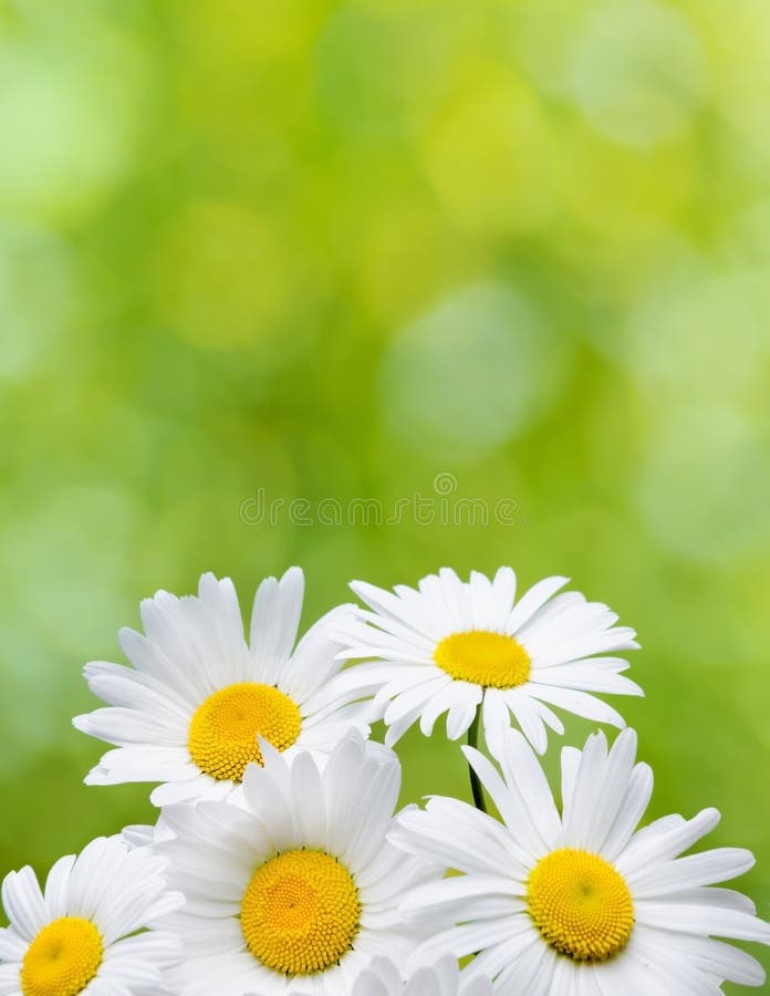 Daisy Flowers on Green Background Stock Image Image of contemporary, colorfull 35809107