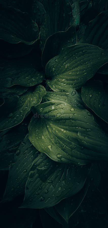 Nature Dark Green Wallpaper Rain Leaf Grass Stock Image - Image of leaves,  sprout: 182190731