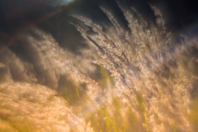 Nature detail, sun lid the grass