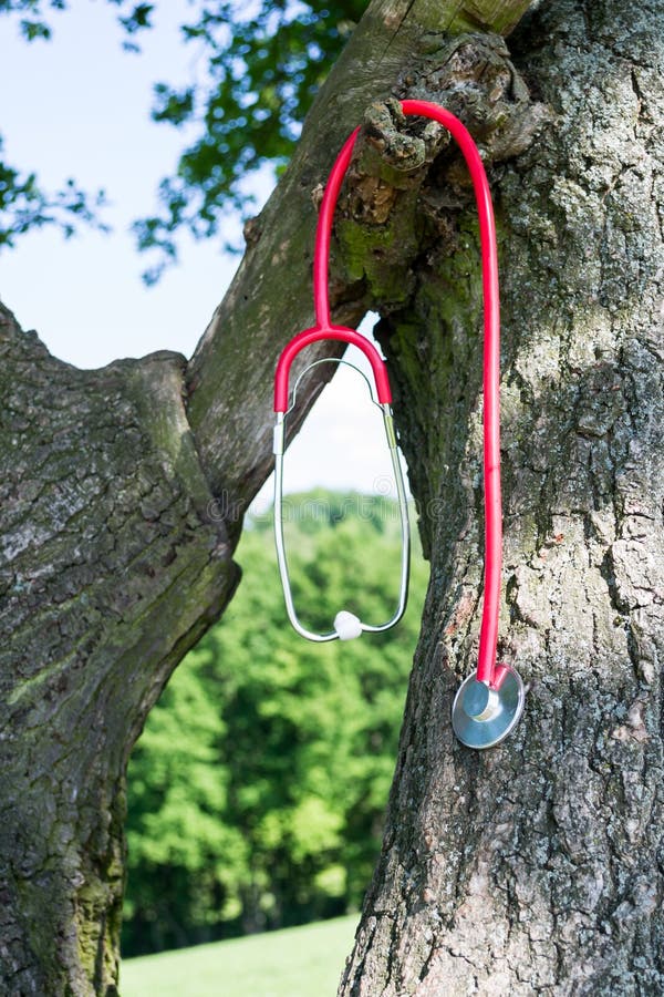 Stethoscope on Tree Checking Health Stock Image Image of concepts, nature 9883631
