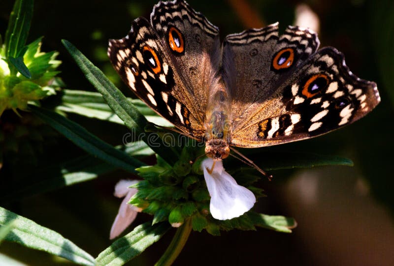 49,517 Photos de Insectes De Papillon - Photos de stock gratuites et libres  de droits de Dreamstime - Page 11