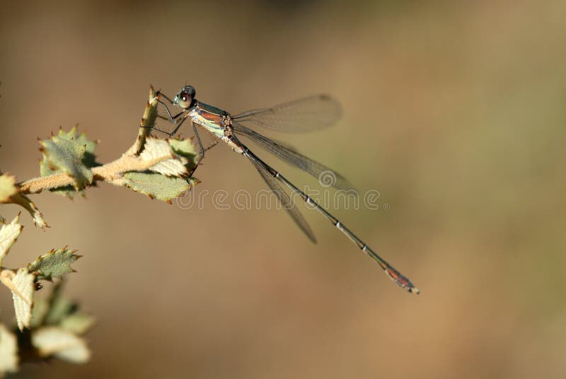 Nature dragonfly stock photography