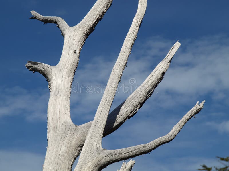 Nature: Dried white trunk under blue sky stock photos