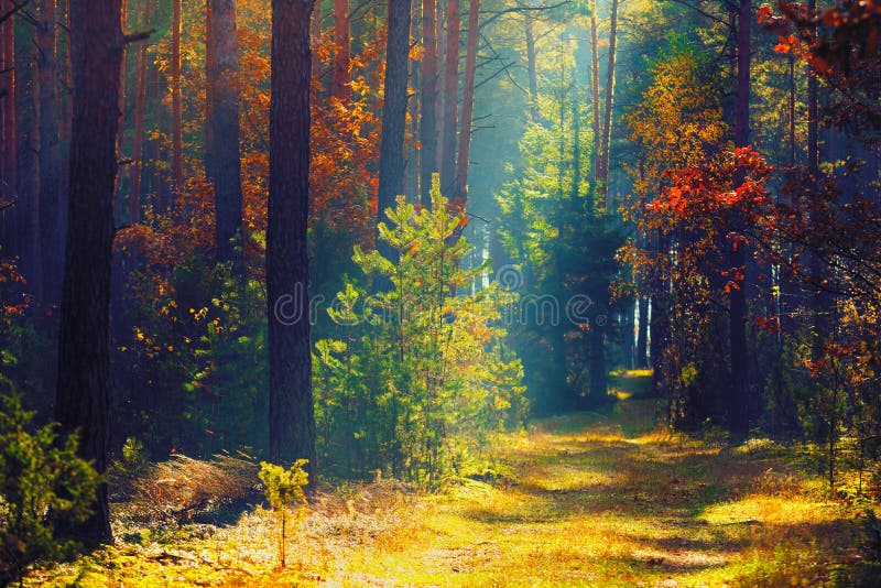 Autumn forest. Sunny autumn nature. Path in colorful forest with sun rays. Fall landscape. Vivid background. Autumn forest. Sunny autumn nature. Path in colorful forest with sun rays. Fall landscape. Vivid background.