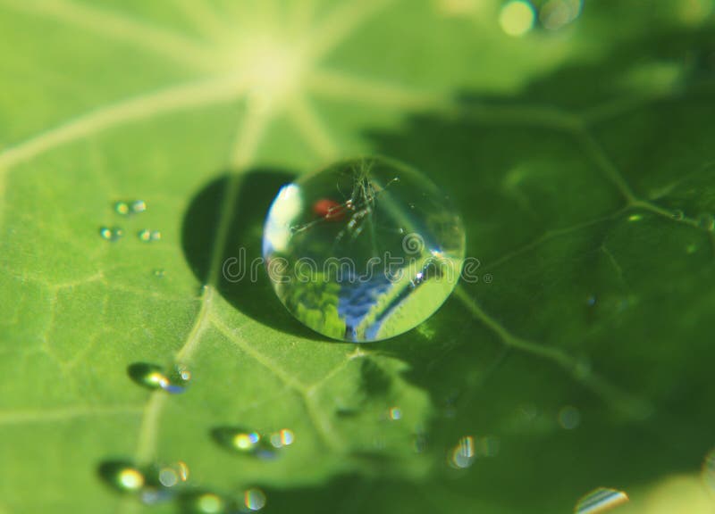 Nature et eau, feuille verte avec la goutte de rosée, tout naturelle photographie stock libre de droits Nature et eau, feuille verte avec la goutte de rosée, tout naturelle photographie stock libre de droits