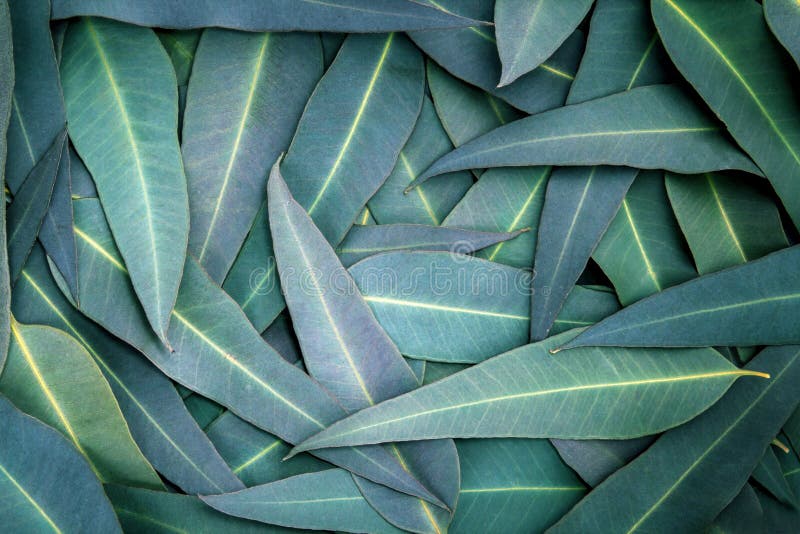 The Nature Eucalyptus Leaves Background Stock Photo Image of spring
