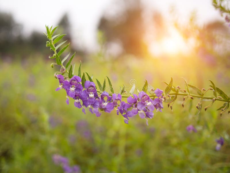 Nature fleurie violette avec lumière du soleil pour fond dans le jardin photo stock Nature fleurie violette avec lumière du soleil pour fond dans le jardin photo stock