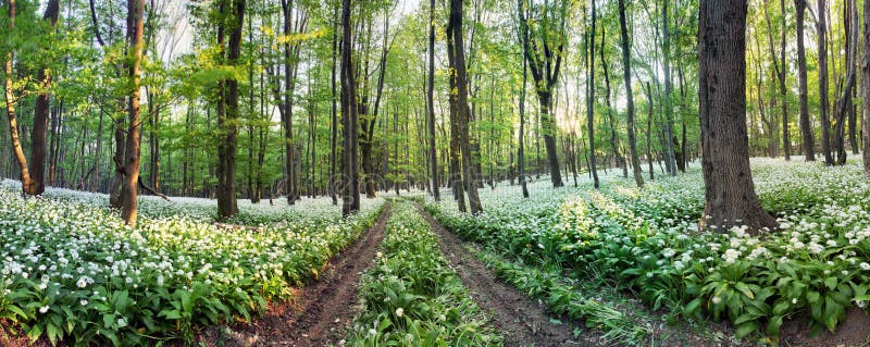 Přírodní lesní panorama s bílými květy - Divoký česnek