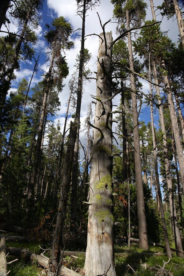 Natura foresta alberi crescente K il cielo.