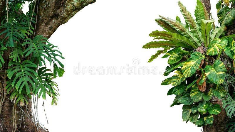 Nature frame of jungle trees with tropical rainforest foliage plants Monstera, birdâ€™s nest fern, golden pothos and forest orchid growing in wild isolated on white background with clipping path. Nature frame of jungle trees with tropical rainforest foliage plants Monstera, birdâ€™s nest fern, golden pothos and forest orchid growing in wild isolated on white background with clipping path