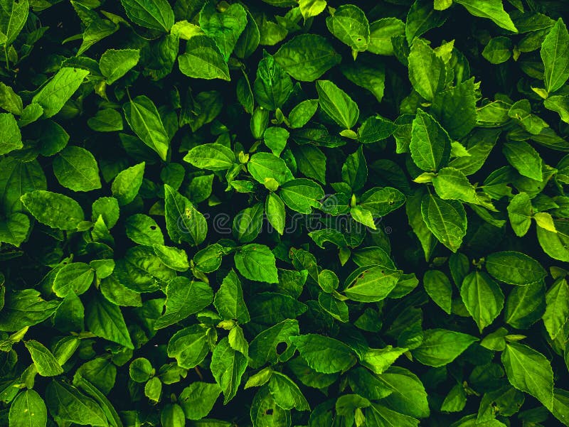 Nature Green Leaf Background for Editing Stock Image - Image of food,  vegetation: 229061713