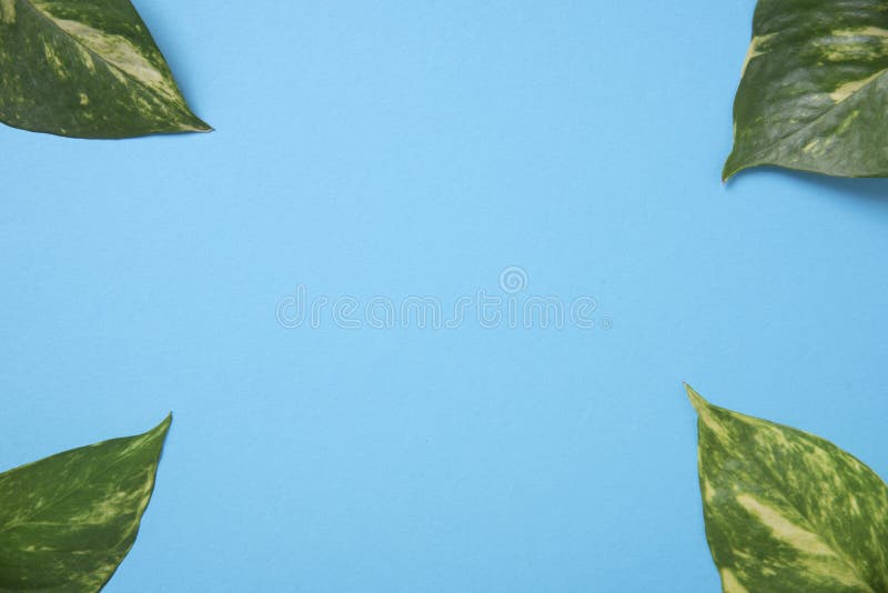 Nature Green Leaves on Blue Background. Stock Photo Image of frame