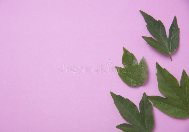 Nature Green Leaves on Pink Background. Stock Photo Image of fresh