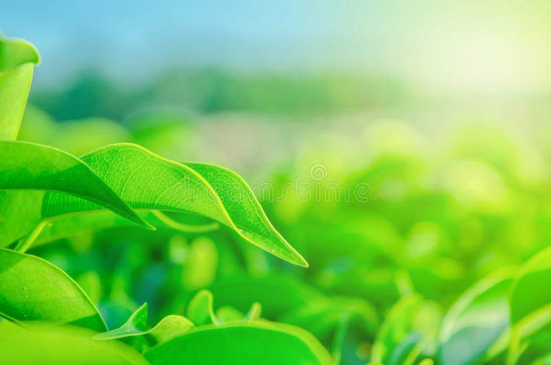 Nature of Green Leaves for Wallpaper or Background Stock Photo - Image of  environment, green: 131338494