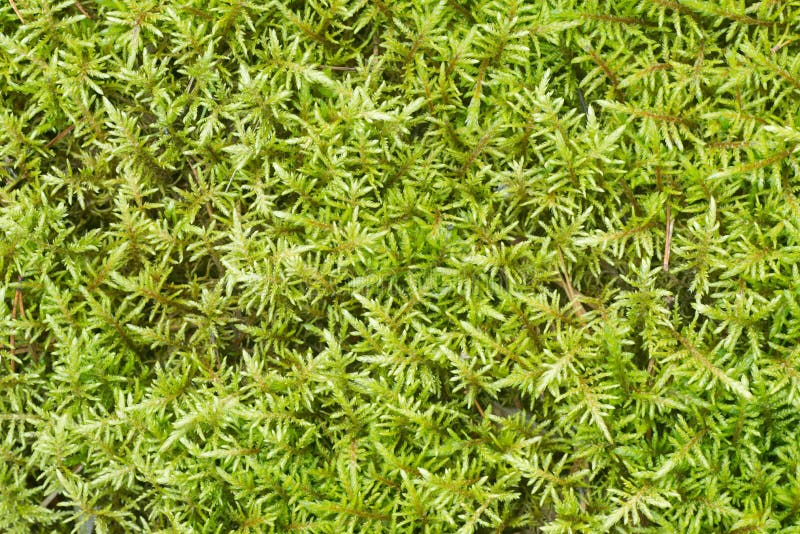 Nature Green Moss Background Stock Photo Image of green, moisture