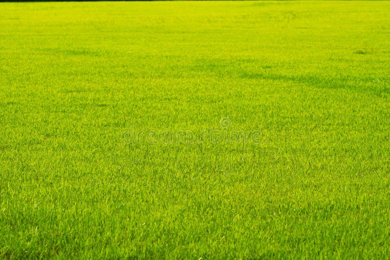 Nature Green Yellow Grass in the Field Background Stock Image - Image of  football, country: 198305677