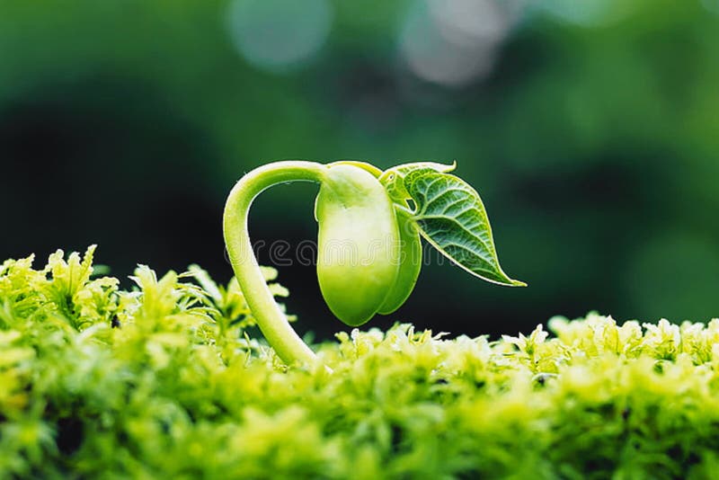 Nature, Growing Seeds, Plant, Spermatophytes,seeds Wallpaper,green Color,  Green Seeds, Forming. Stock Image - Image of green, formation: 222774717