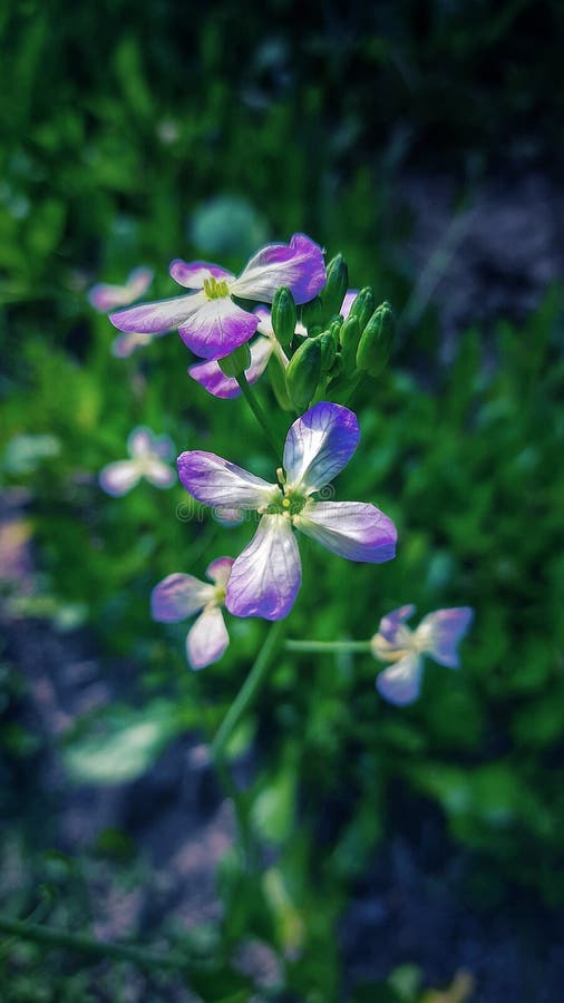 Nature Has so Many Things To Offer Stock Image Image of nature, petal