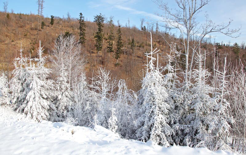 Nature in High Tatras, Slovakia