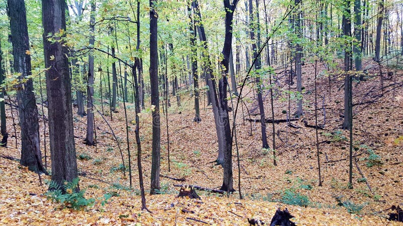 Nature Hike stock photo. Image of biome, afternoon, autumns - 80055396