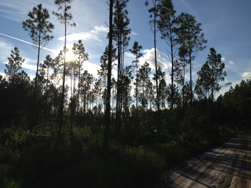 Nature Hike stock photo. Image of biome, tree, hike, woods 87834822