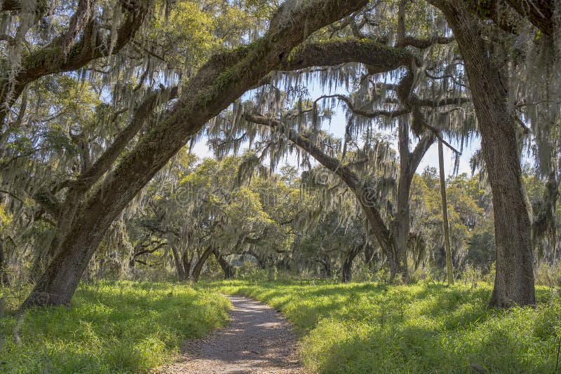 Shaded nature hiking trail amongst Spanish moss covered oak trees