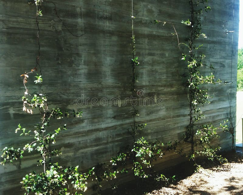 Nature stock photo. Image of grow, plants, vines, houston 92159542